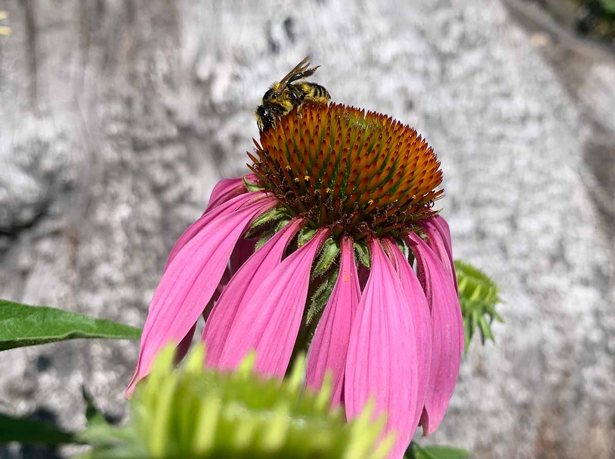 Differences Between Honey Bees and North American Native Bees