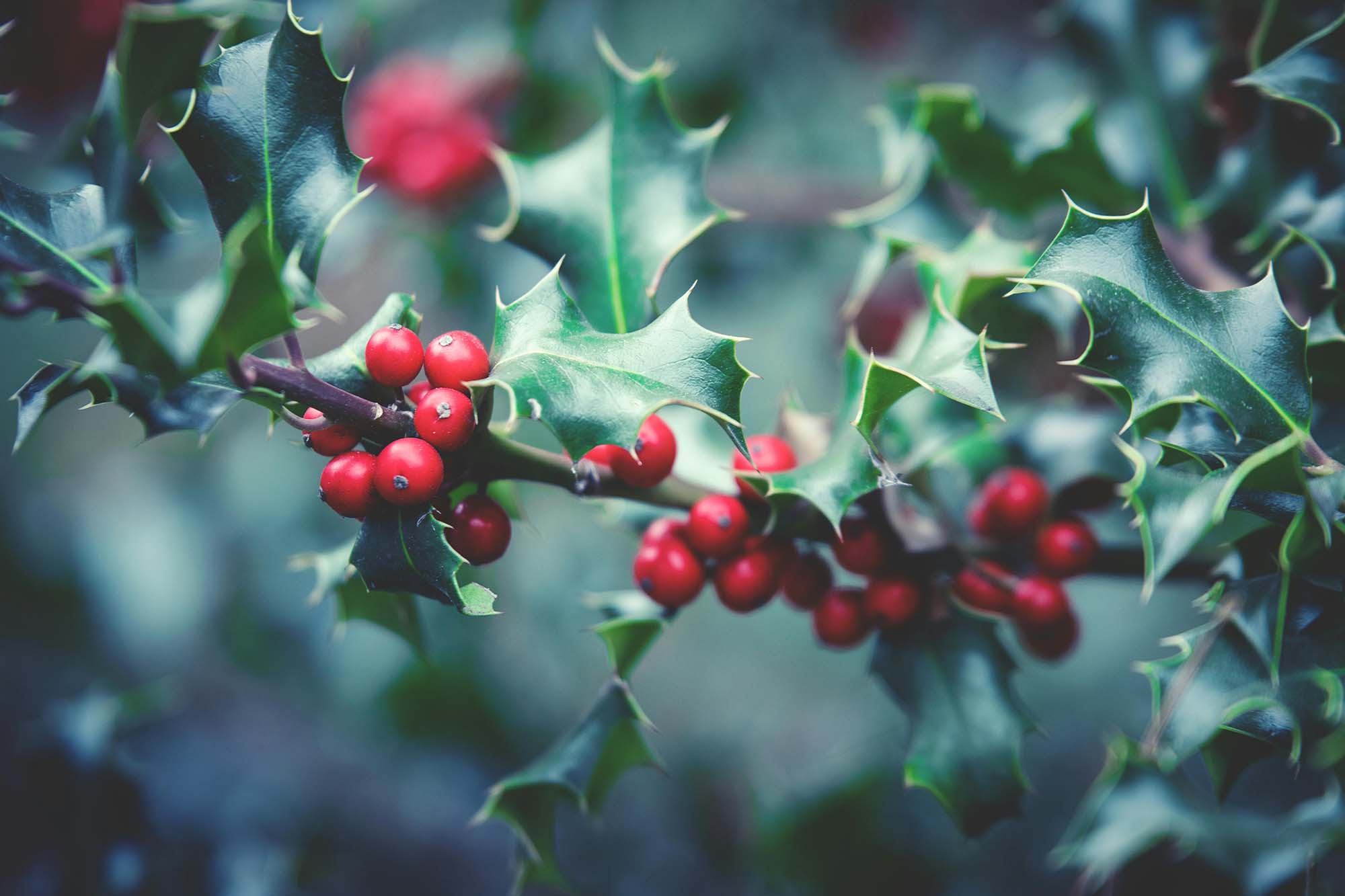 Alternatives to Invasive English Holly (Ilex aquifolium)