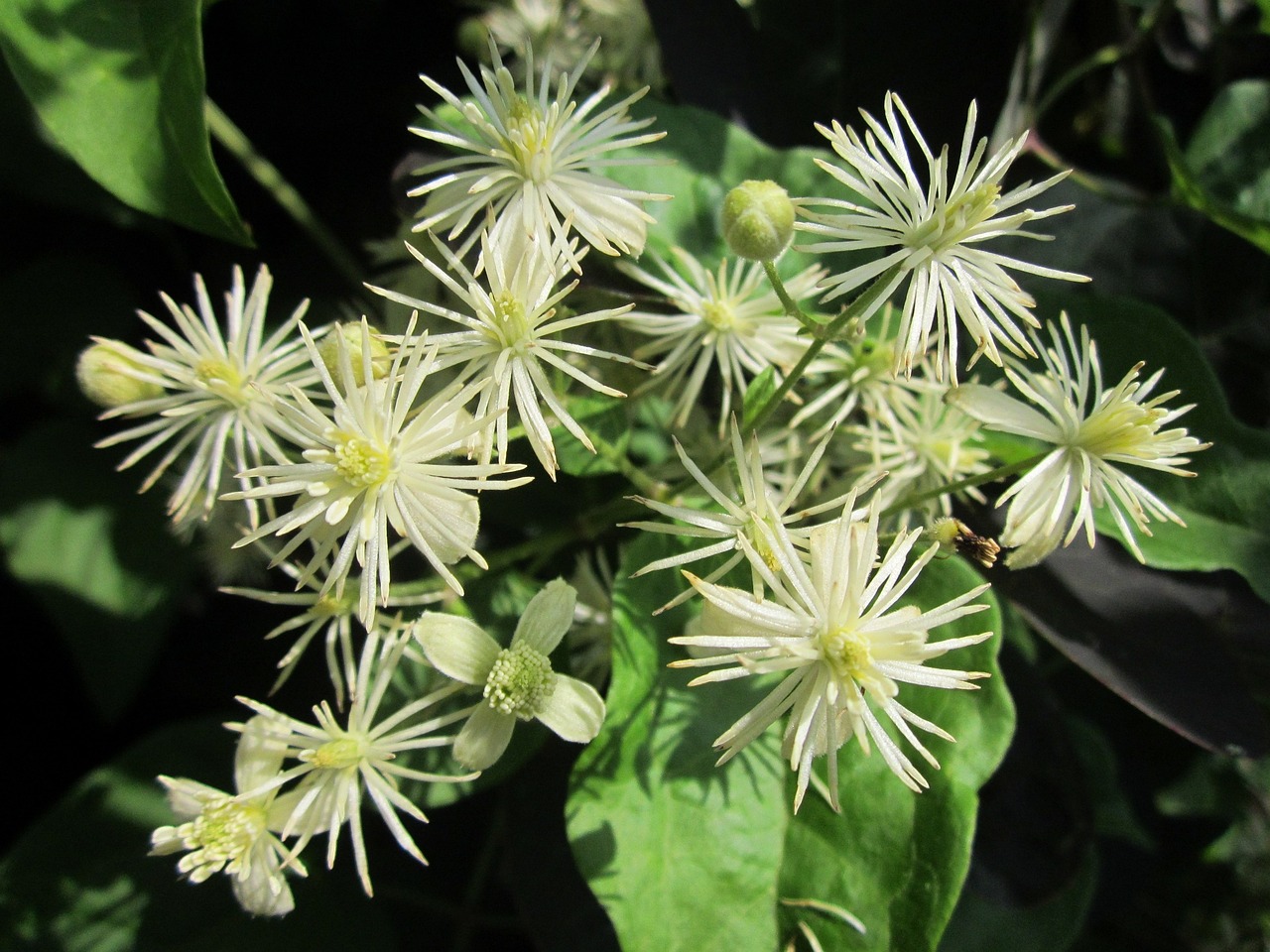 Alternatives to Invasive Wild Clematis (Clematis vitalba)