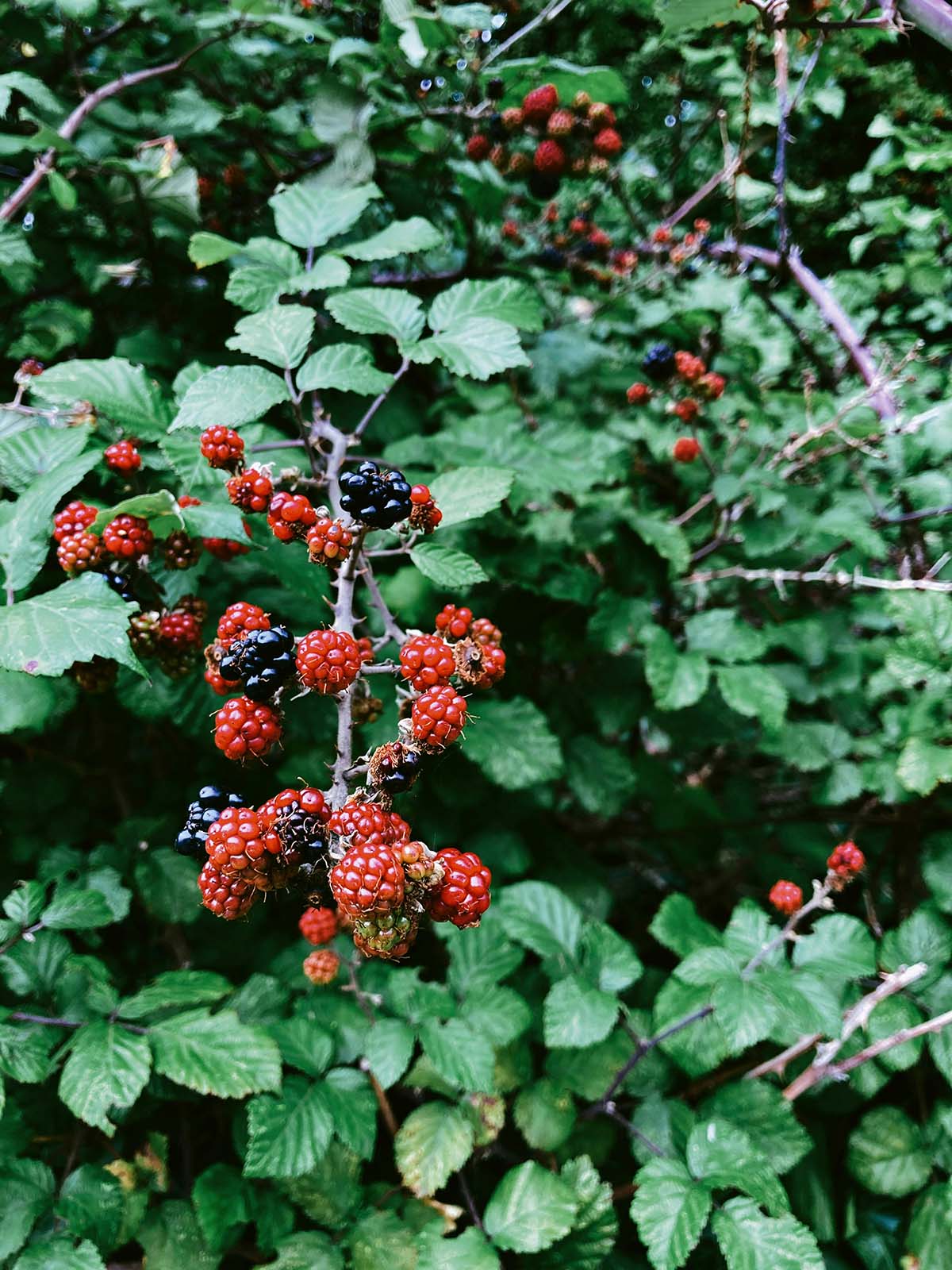 Alternatives to Invasive Himalayan Blackberry (Rubus armeniacus)