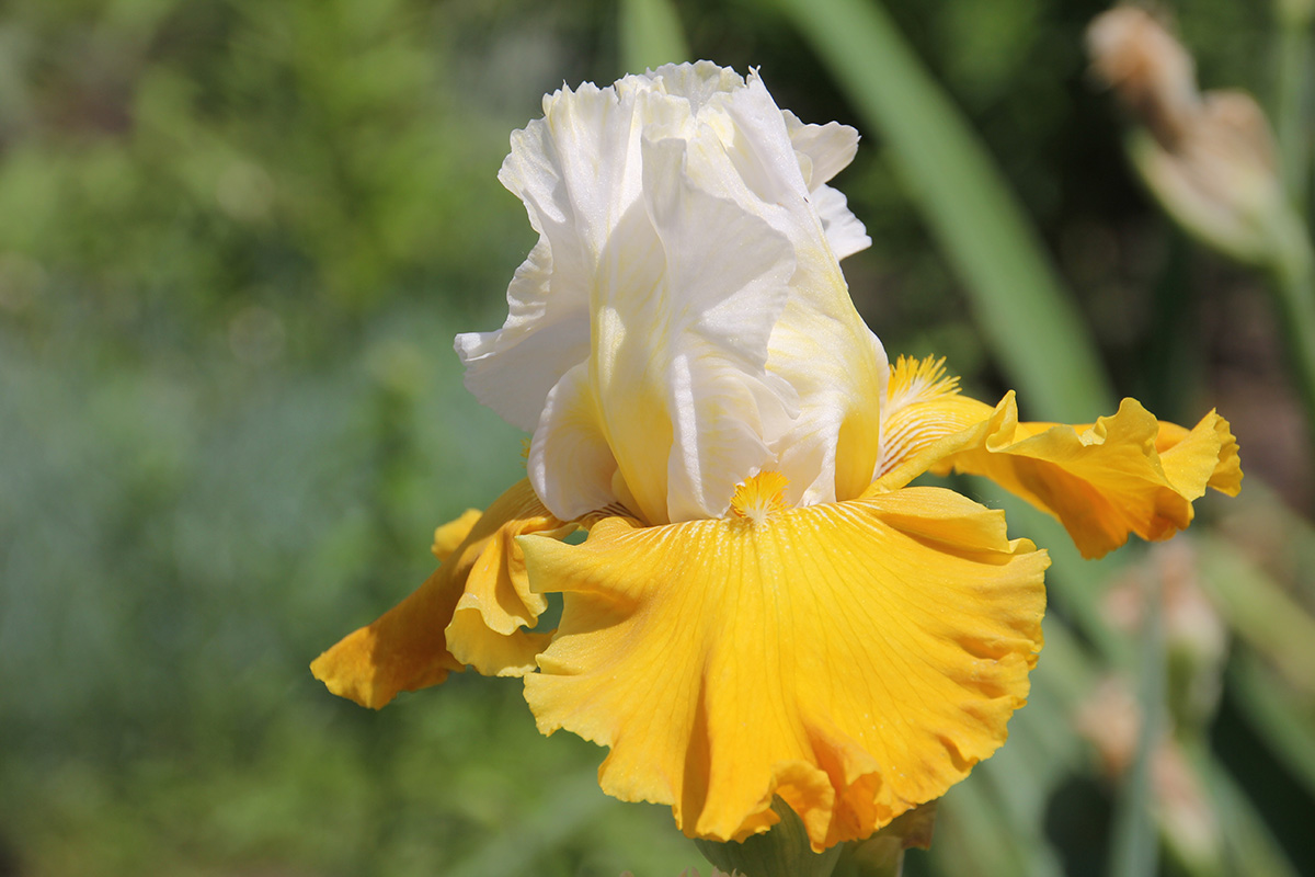 Closeup of Yellow Bearded Iris flower