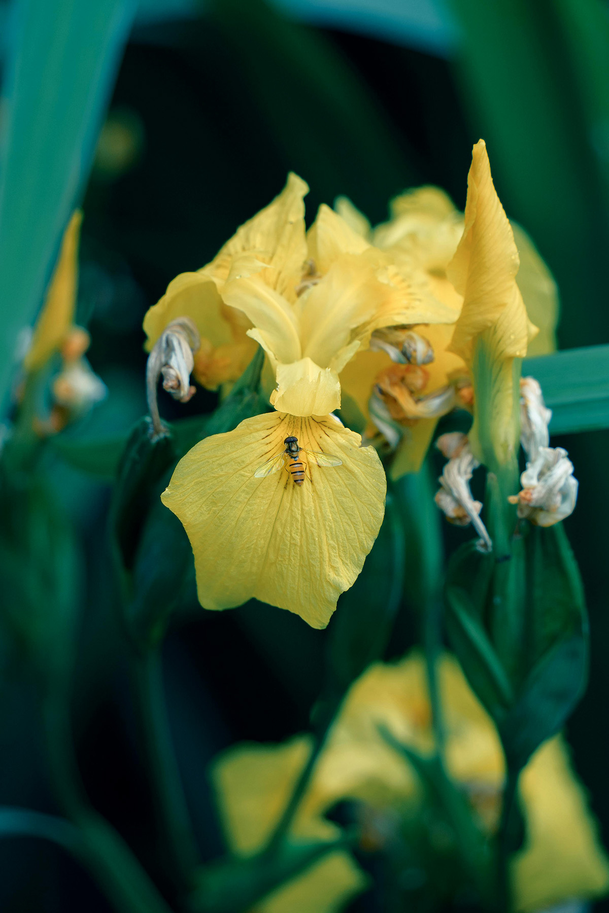 Alternatives to Invasive Yellow Flag Iris (Iris pseudacorus)