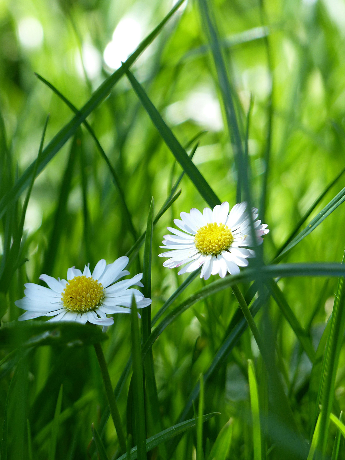 Alternatives to Invasive Daisies