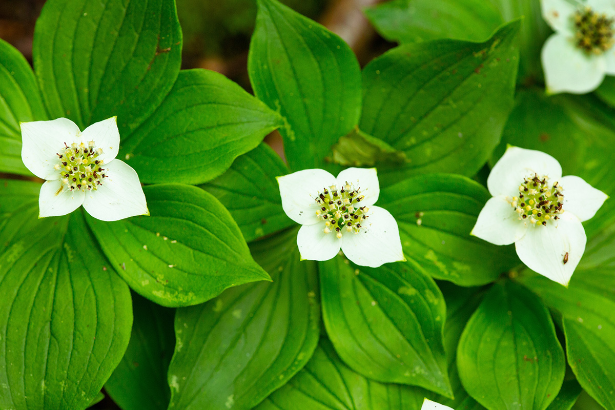 Close up of flowering Bunchberry flowers