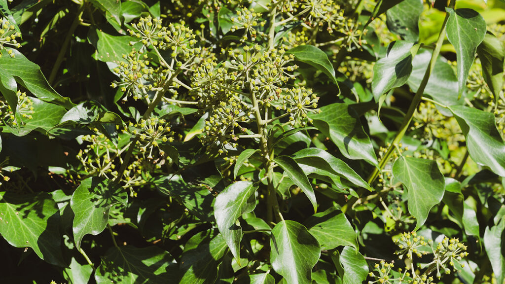 Flowering English Ivy