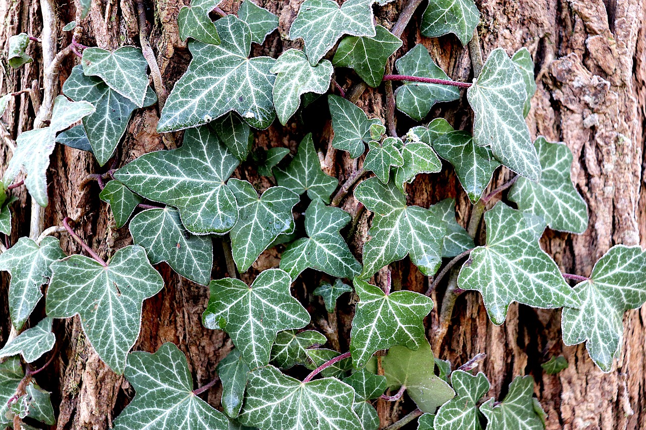 Alternatives to Invasive English Ivy (Hedera helix)