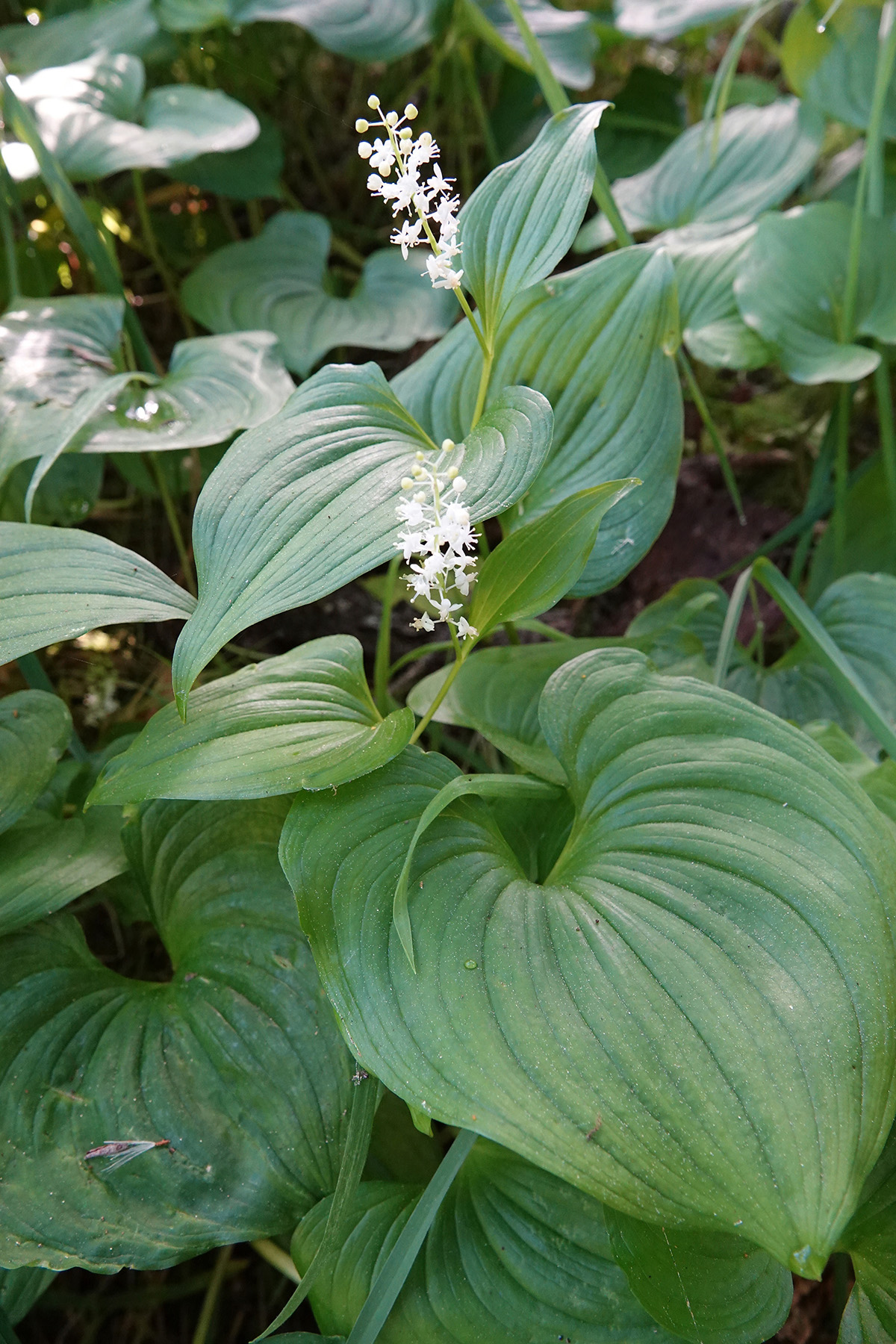 Flowering False Lily of The Valley