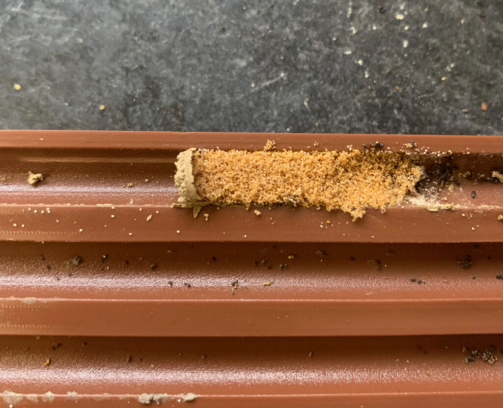 mason bee nest with hairy fingered mites