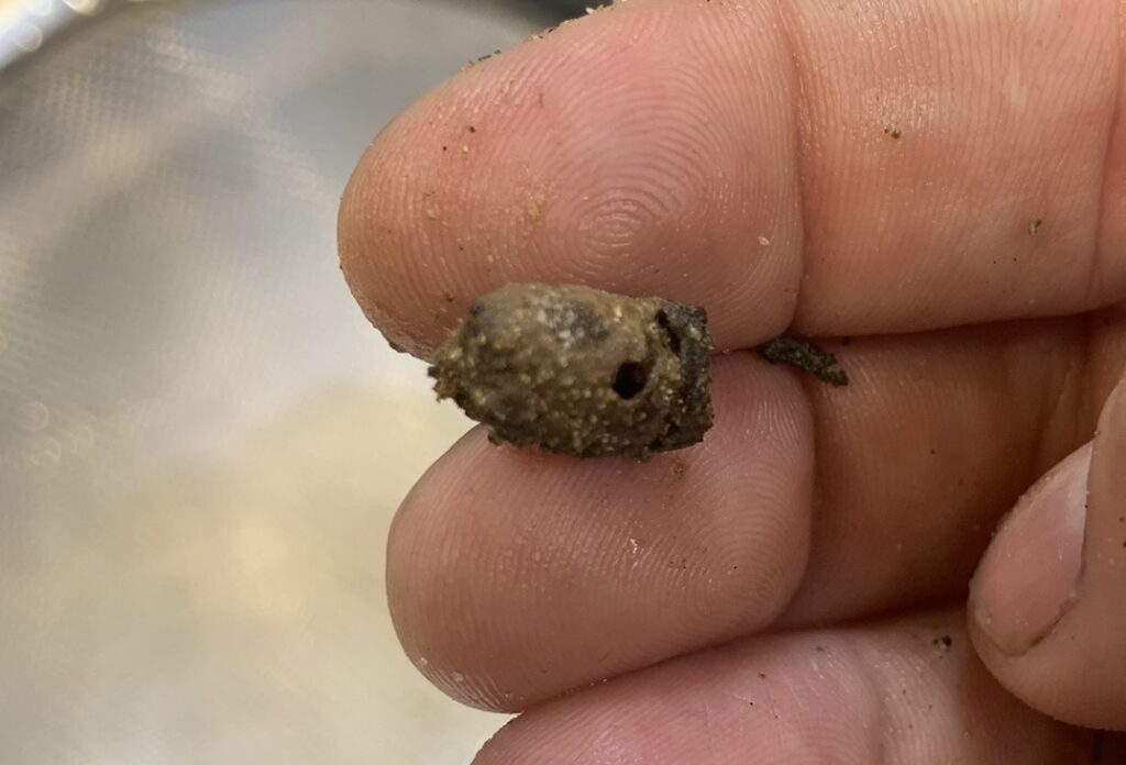 A mason bee cocoon with a hole drilled by a parasitic wasp