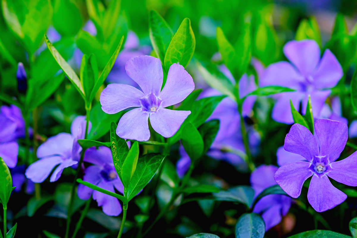 Alternatives to Invasive Common Periwinkle (Vinca minor)