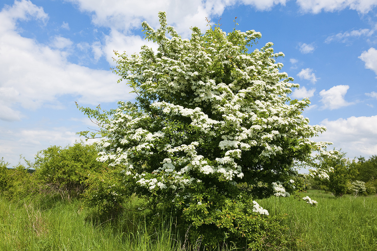 Invasive English hawthorn (Crataegus monogyna)