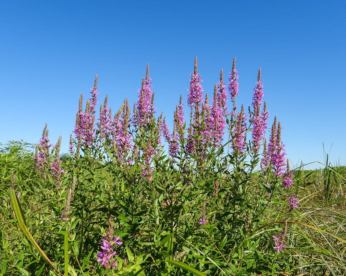 Alternatives to Invasive Purple Loosestrife