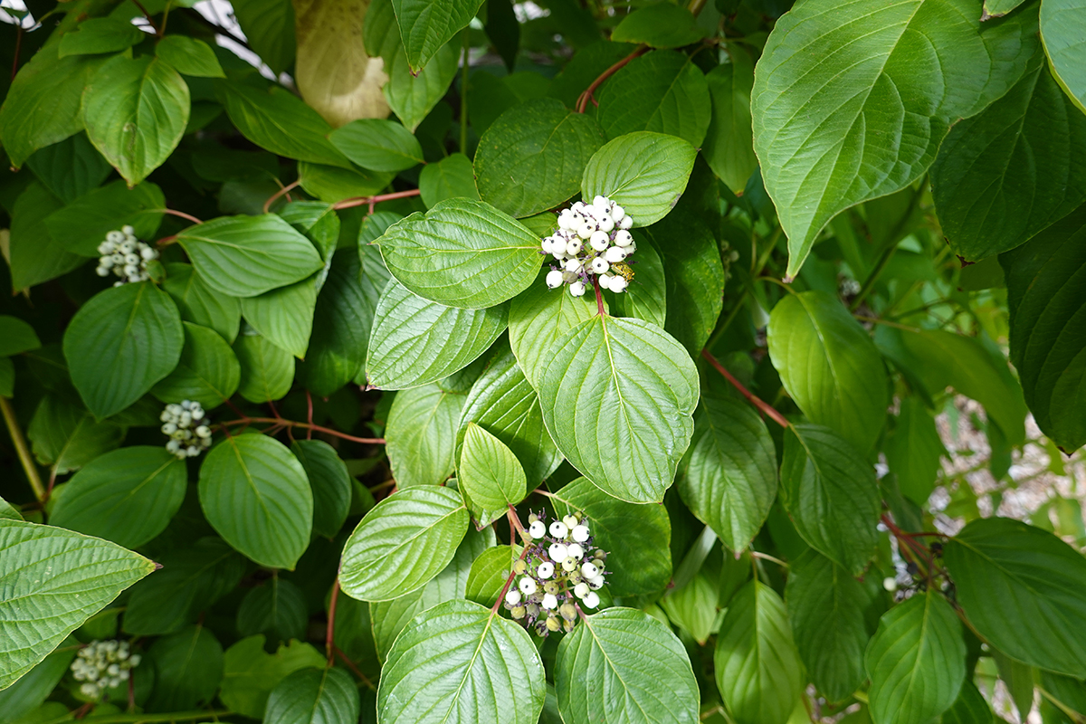 Plant Profile: Red Osier Dogwood (Cornus stolonifera)