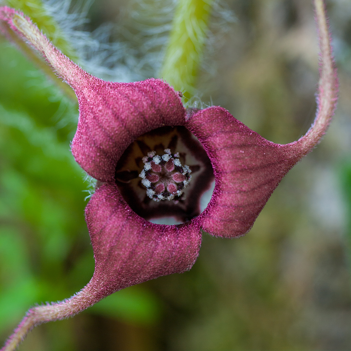 Plant Profile: Wild Ginger (Asarum caudatum)