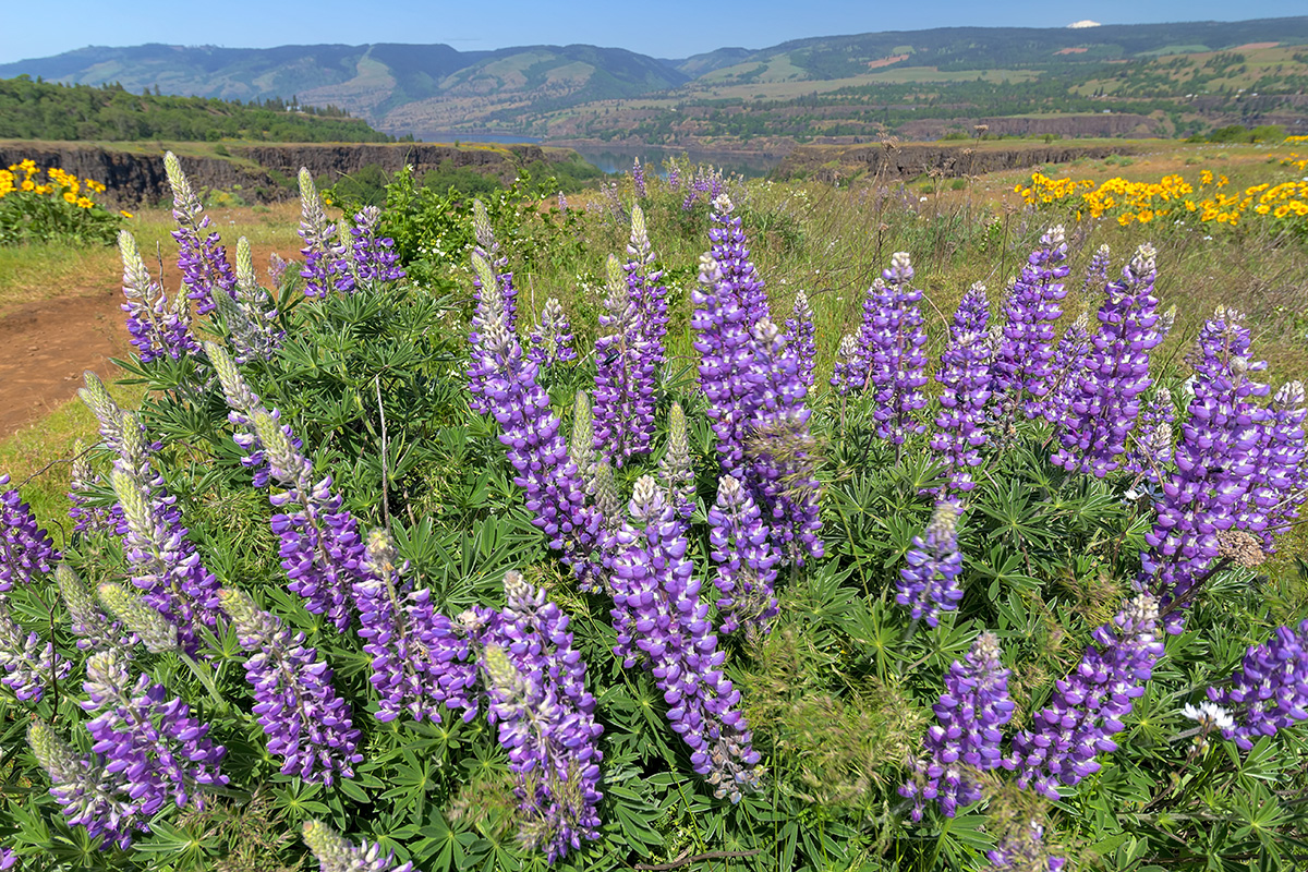Plant Profile: Broadleaf Lupine (Lupinus latifolius)