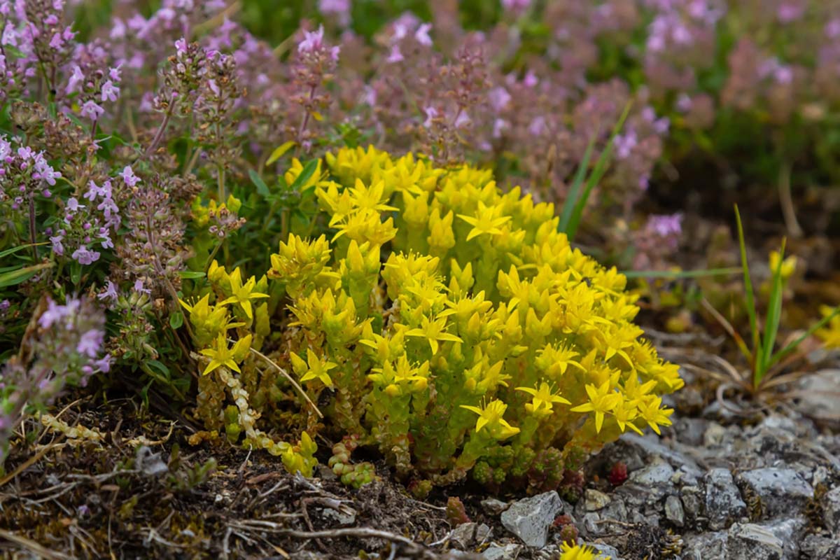Alternatives to Invasive Goldmoss stonecrop (Sedum acre)