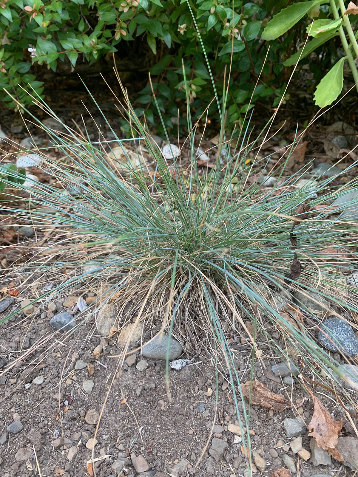 Plant Profile: Roemer’s Fescue (Festuca roemeri)