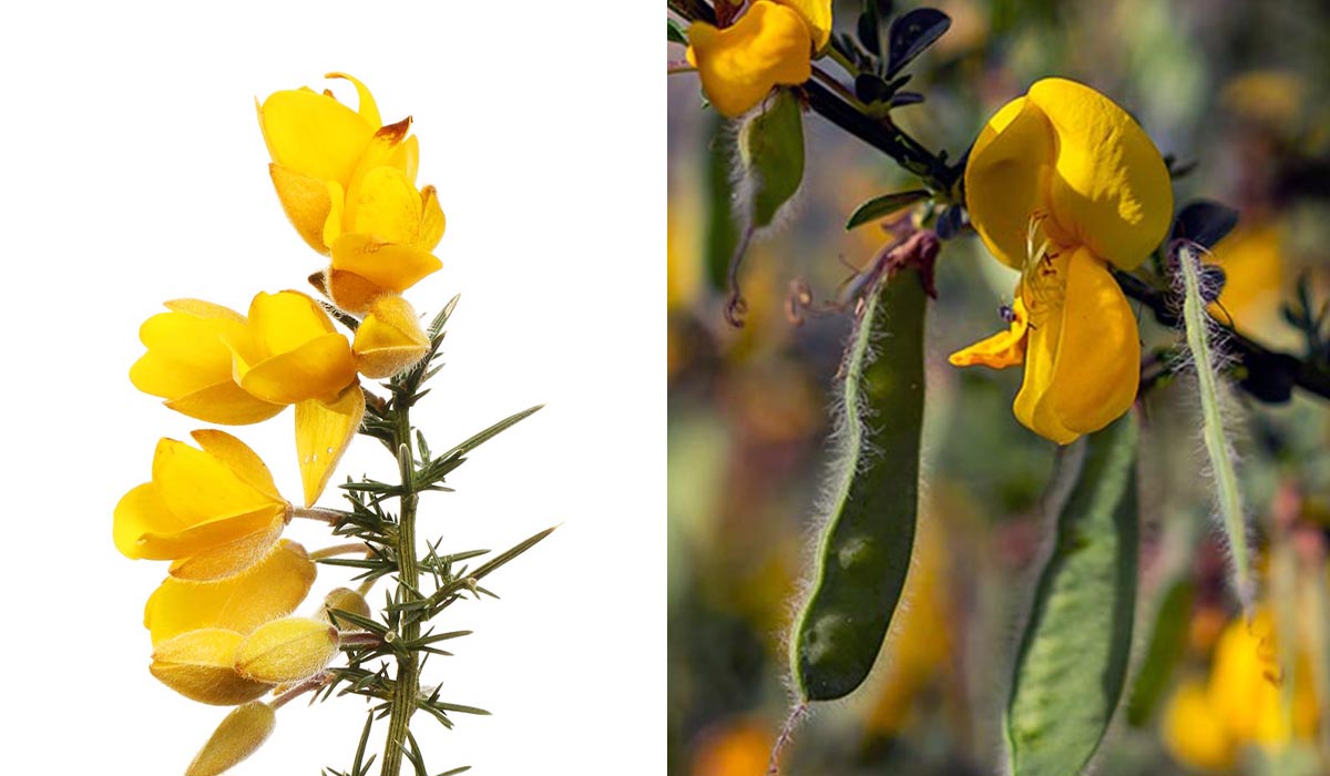Invasive Gorse and Broom