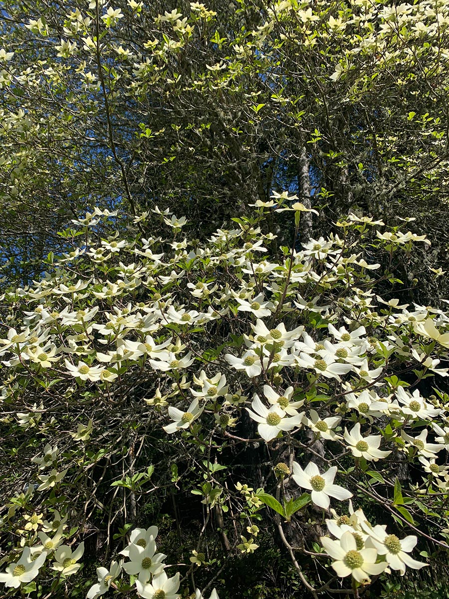 Plant Profile: Pacific Flowering Dogwood (Cornus nuttallii)