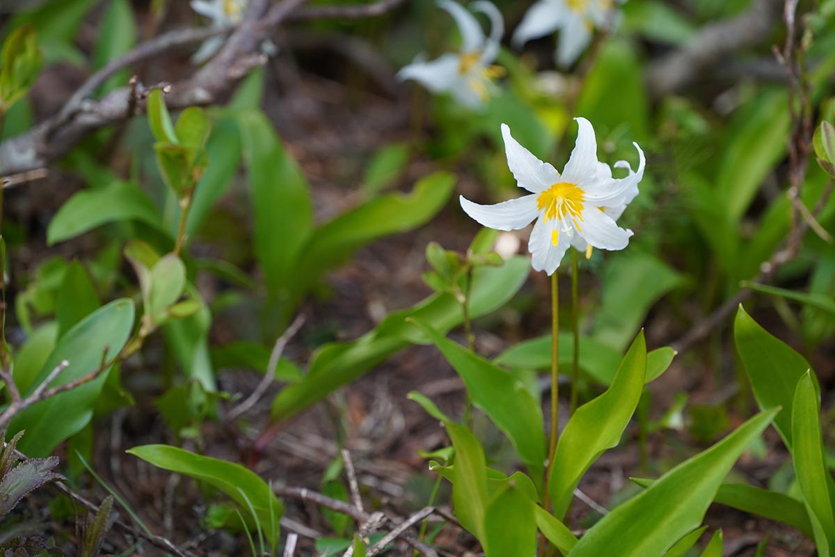 Plant Profile: White Fawn Lily (Erythronium oreganum)