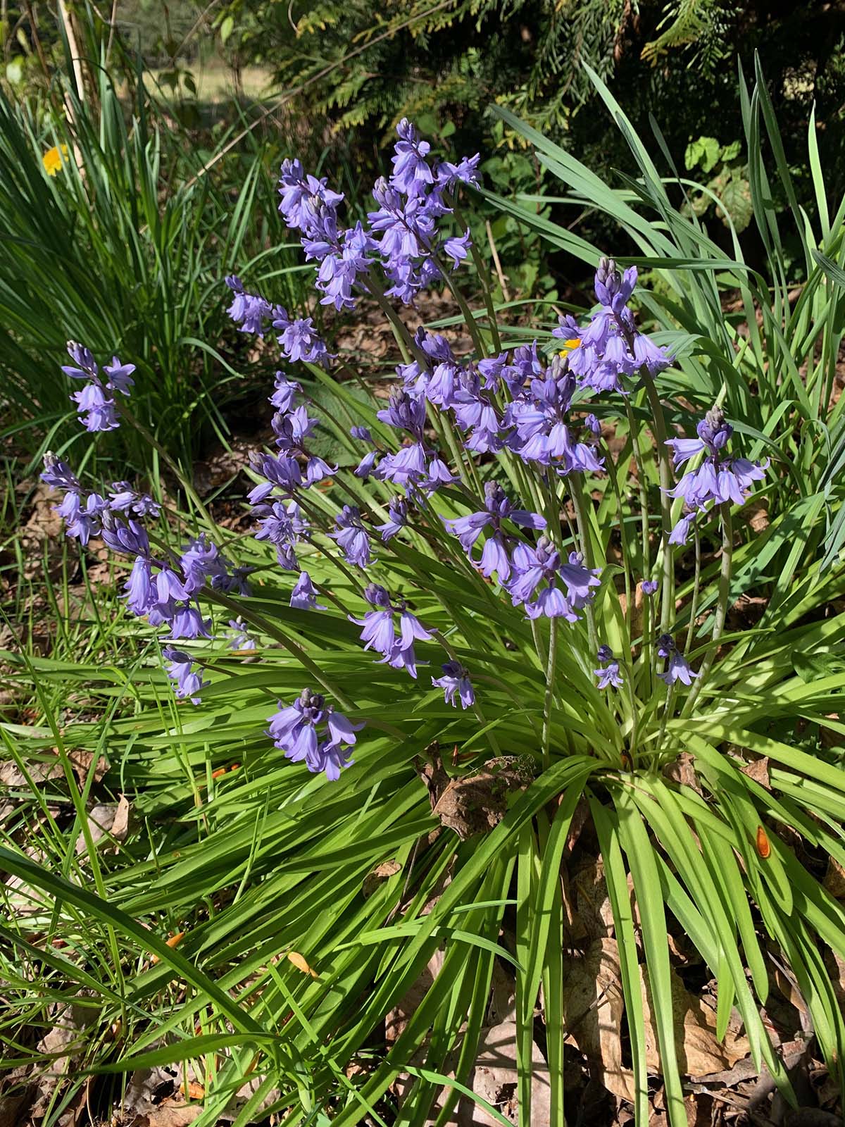 Invasive English and Spanish Bluebells