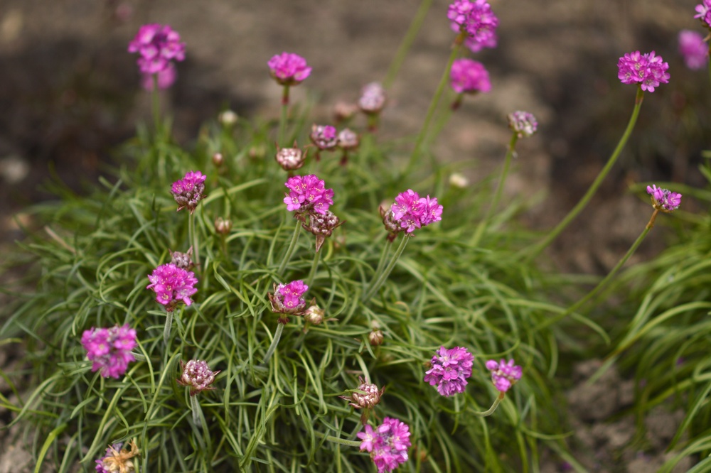 Plant Profile: Sea Thrift (Armeria maritima)