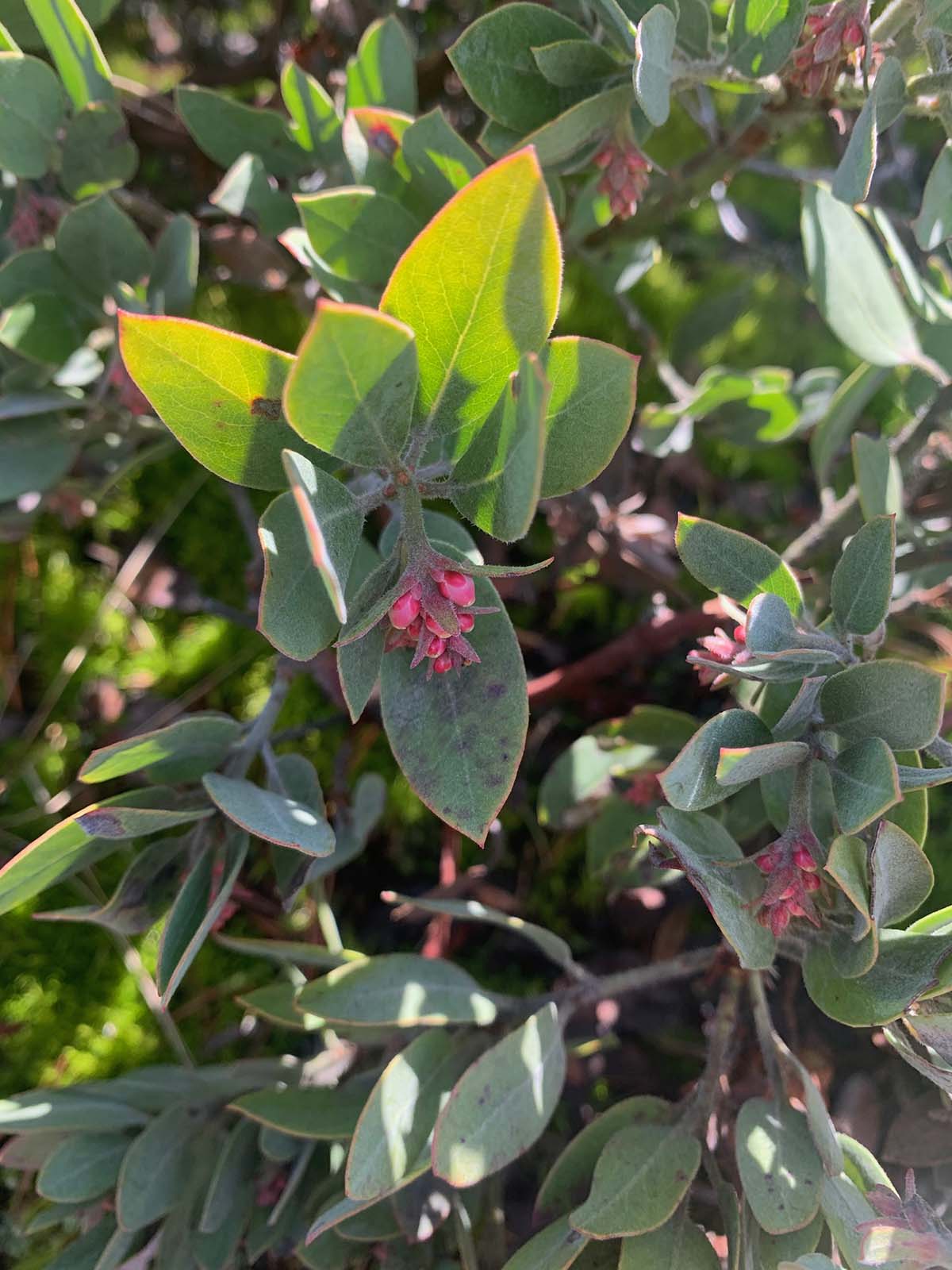 Plant Profile: Hairy Manzanita (Arctostaphylos columbiana)