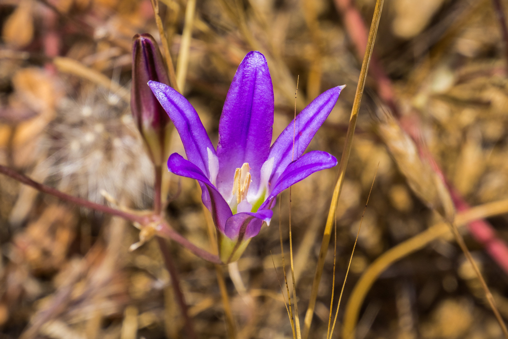 Plant Profile: Harvest Brodiaea (Brodiaea coronaria)