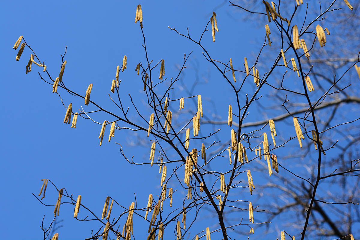 Plant Profile: Beaked Hazelnut (Corylus cornuta var. californica)